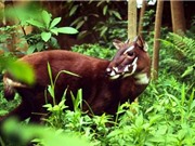 Phát hiện di truyền học đột phá về loài Sao la